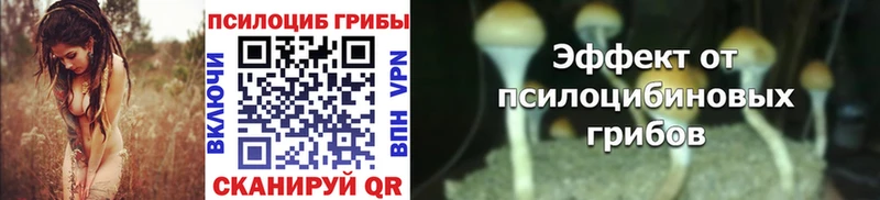 Псилоцибиновые грибы Cubensis Курчалой